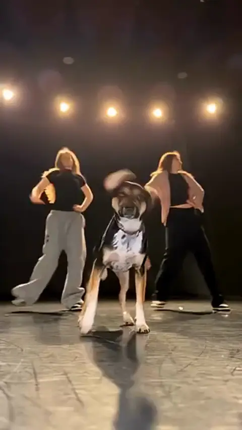 Big Dog Stage Take Put A Ring On It dog video example