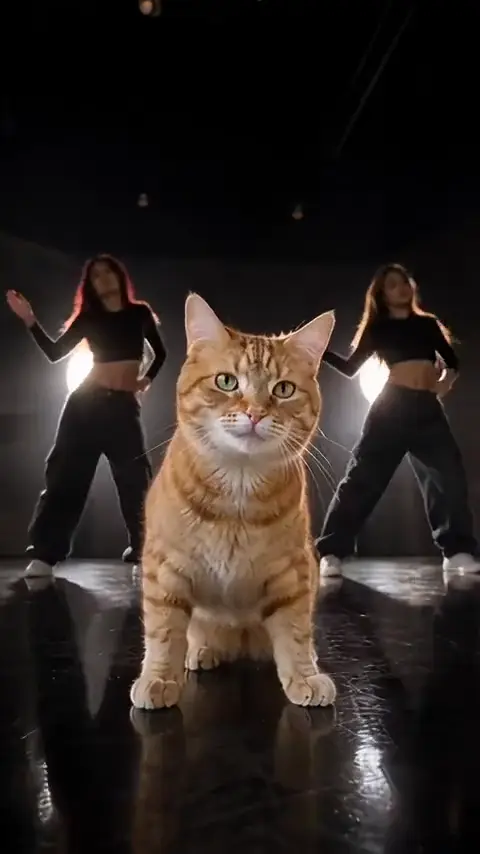 Cat Take Put A Ring On It dog video example