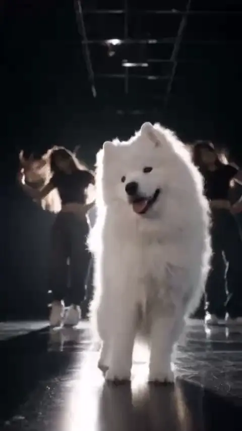 Put A Ring On It Dog Put A Ring On It dog video example